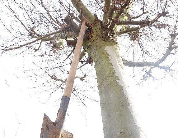 100 gemeenten ondertekenen bomencharter