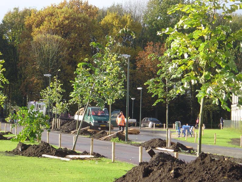 Stadsbomen groeien sneller, maar sterven jong