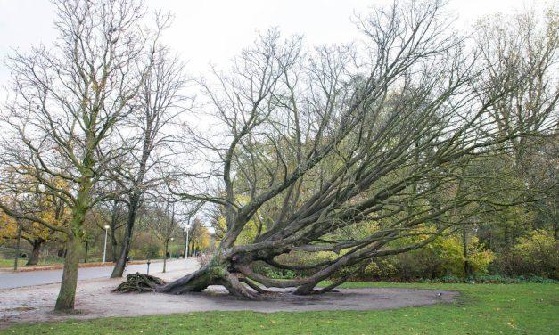 Boomcafé klimaatbomen