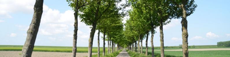 Webinar Wetgeving bij het kappen van bomen buiten bos