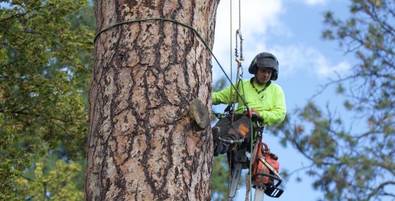 Vives en Inverde starten ‘Postgraduaat Tree Manager’