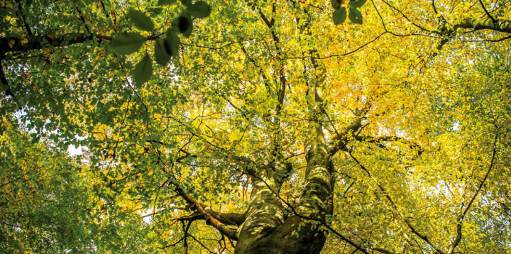 Brussel stelt Bomenplan 2020-2030 voor