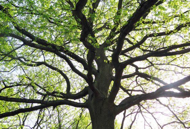 Frankrijk keurt Verklaring van de Rechten van de Boom goed