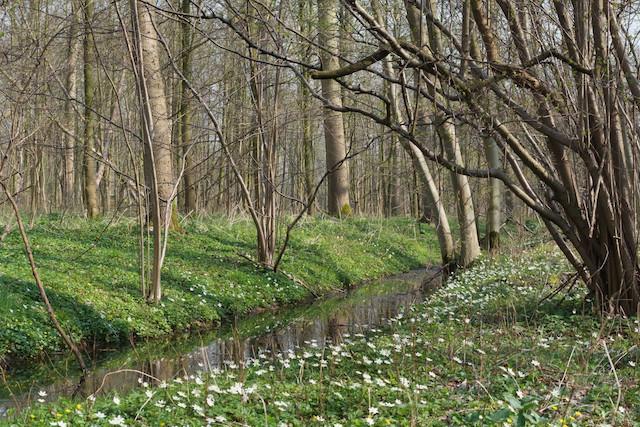 Populier en wilg zijn ideale pioniers voor nieuwe bossen