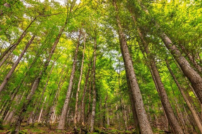14 lokale besturen ontvangen boslabel