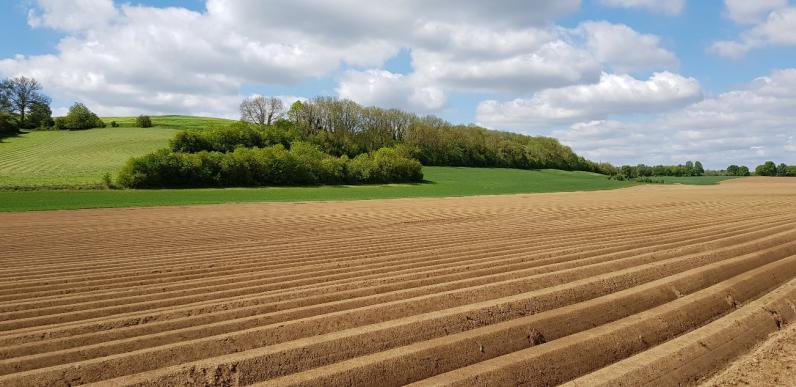 Kleine bosjes in het landschap bieden meer ecosysteemdiensten dan gedacht