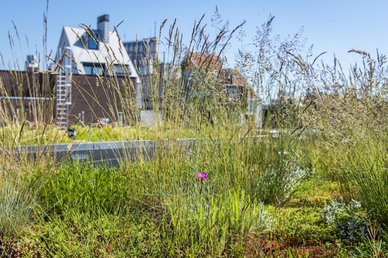 Antwerpen / Kennisdag Klimaatrobuuste daken