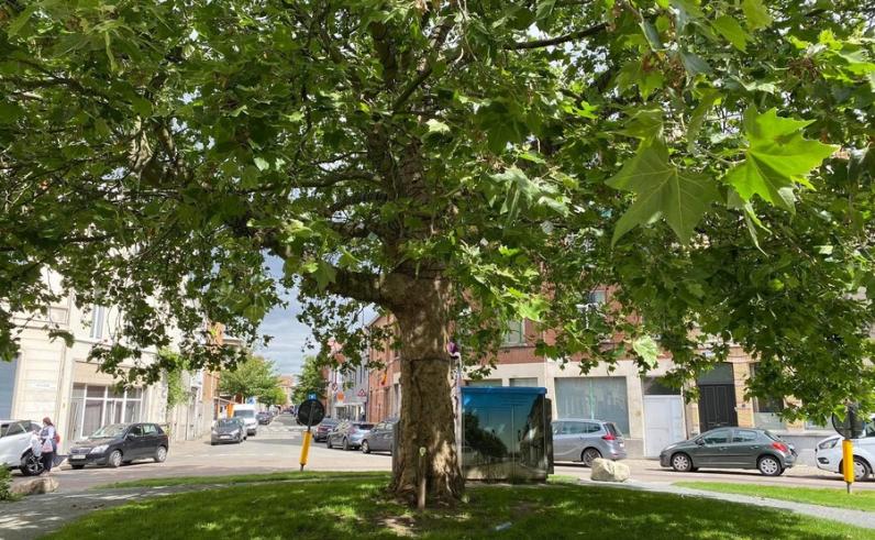 Toekomstbomen maken Antwerpen groener