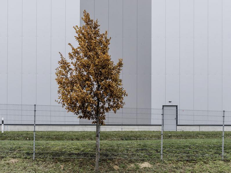 Duitse kwekers willen nationaal onderzoek toekomstbomen