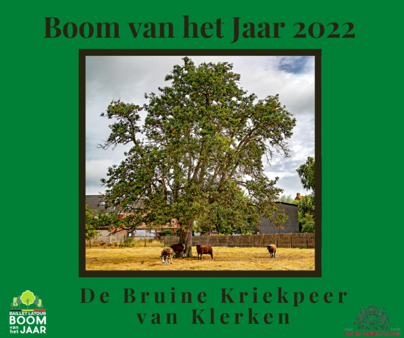 De Bruine Kriekpeer van Klerken is de ‘Boom van het Jaar 2022’