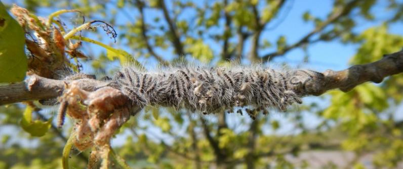 Startevent LIFE-project 'Ecologisch beheer van de eikenprocessierups’