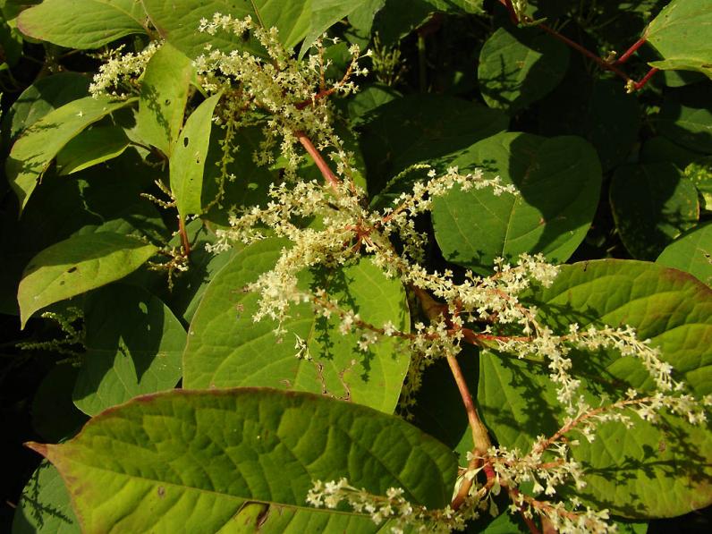 Studiedag Preventie en beheer van invasieve exoten, ziekten en plagen