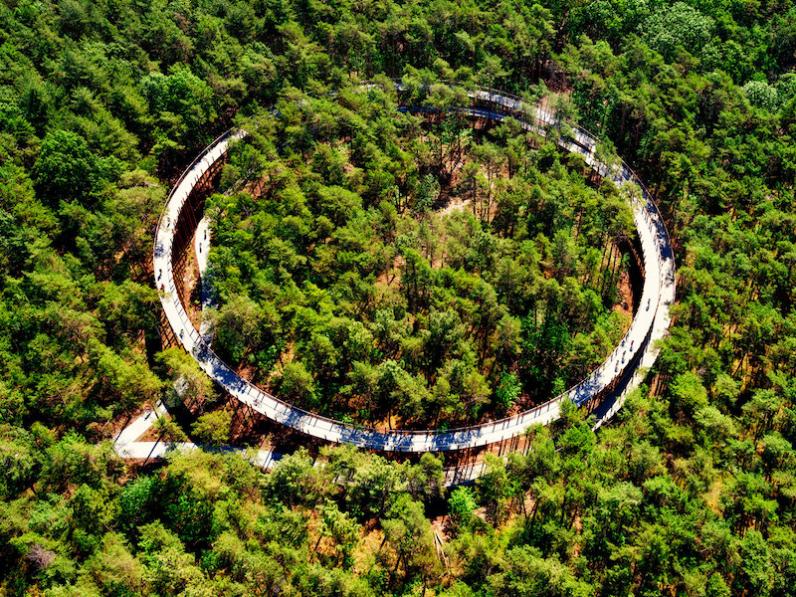 Het bos als landschappelijke opdracht