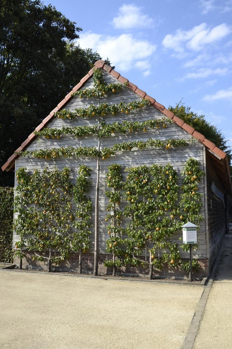 Brussel / Nomineer jouw favoriete fruitboom voor de fruitboomverkiezing van het jaar