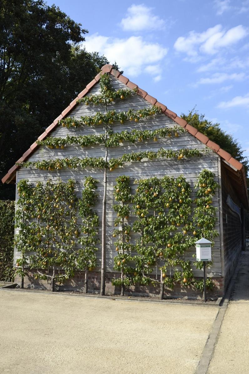 Brussel / Nomineer jouw favoriete fruitboom voor de fruitboomverkiezing van het jaar 