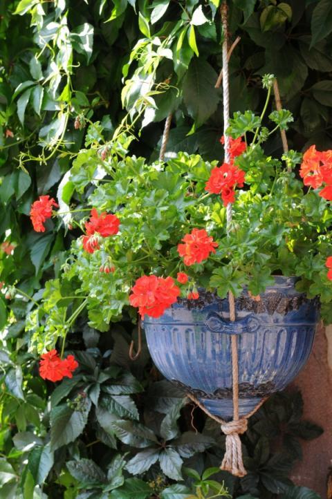 Geranium - Pelargonium