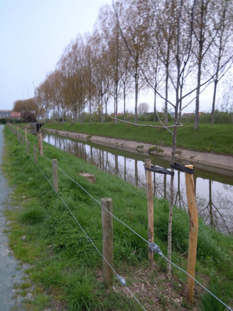 Dijk Hoge Landen in Beveren