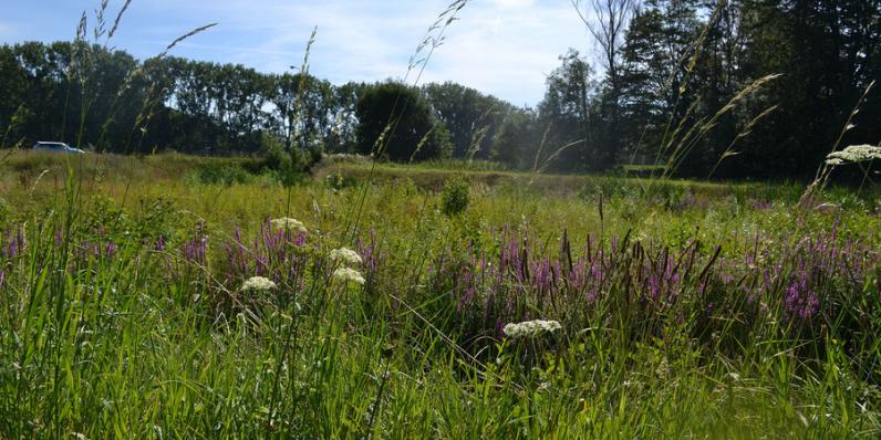 Antwerpen lanceert Grasplan voor een ecologisch graslandbeheer