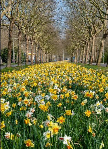 Groene Steden campagne gelanceerd in 13 EU-landen