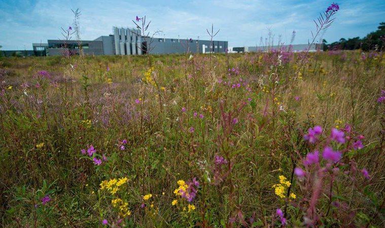 Groene bedrijventerreinen werken beter