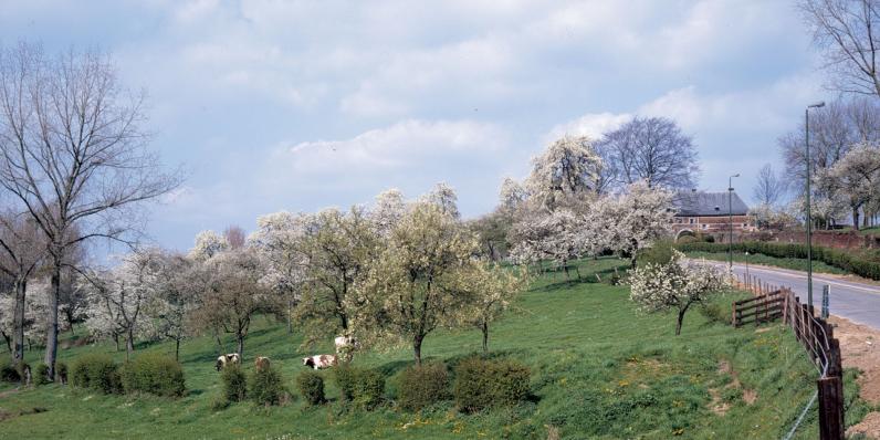 Een onroerend erfgoedrichtplan voor de hoogstamboomgaarden in Haspengouw en Voeren