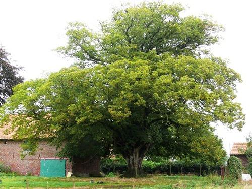Etagebomen in Vlaanderen: waardevol erfgoed