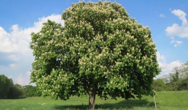 Ruim 5 op 10 Europese bomen met uitsterven bedreigd