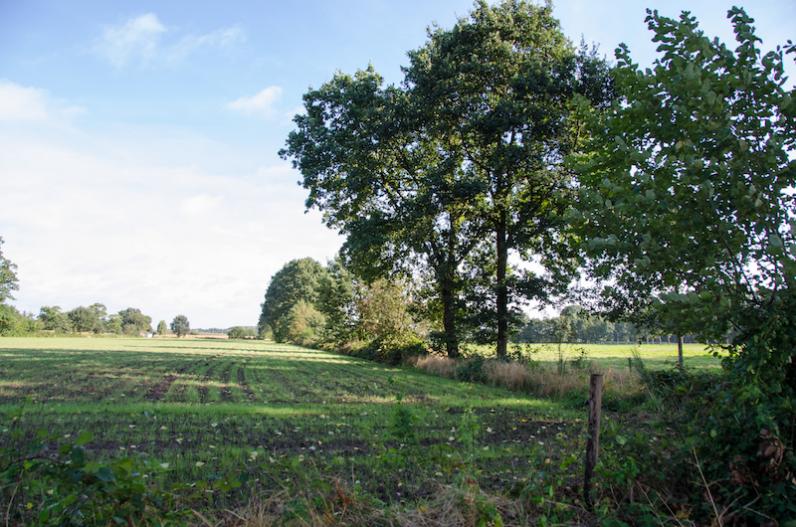 Vlaams Houtkantenplan geeft meer slagkracht