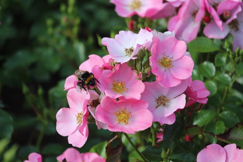 12 bijenvriendelijke rozen ‘van bij ons’