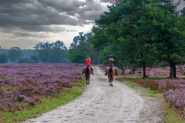 Groene leefomgeving stimuleert mensen om meer te bewegen