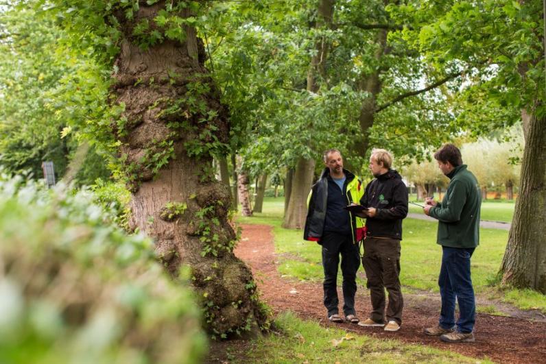 Inverde / Acuut gevaar bij bomen 