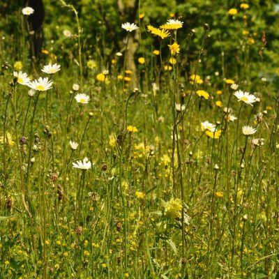 Webinar: aan de slag met bloemenweides
