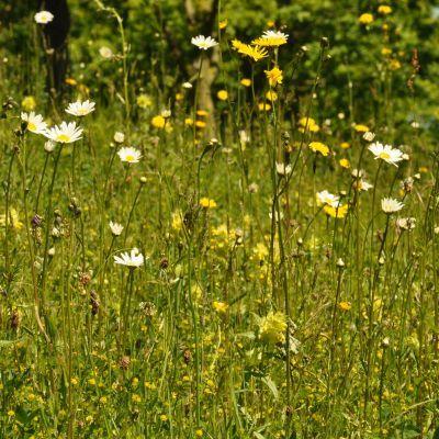 Webinar: aan de slag met bloemenweides 