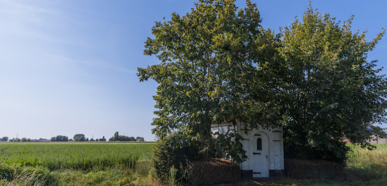 Bakens van bomen / Zuid-West-Vlaanderen inventariseert oude bomen
