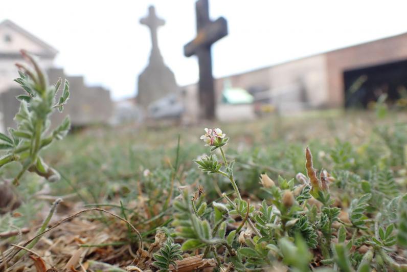 Kerkhoven en begraafplaatsen bruisen van het leven