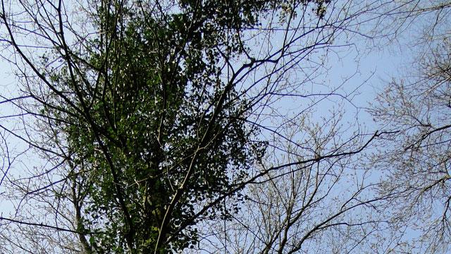 Klimop in bomen: lust of last?