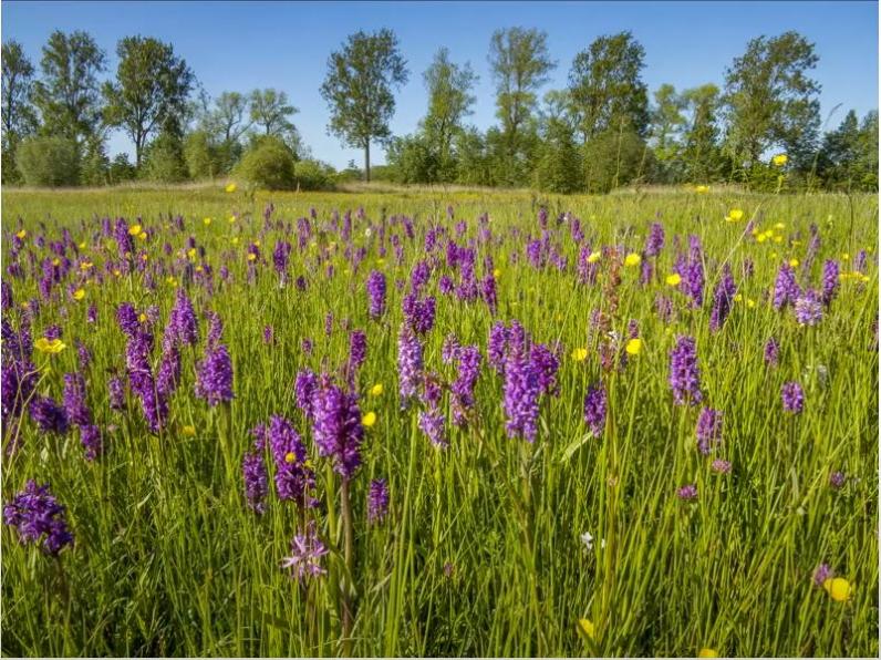 Kubiekeruimte / Online-lezing ‘Naar 30% robuuste natuur in Vlaanderen’