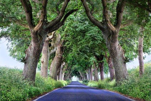 Pleidooi voor meer variatie in laanboombeplanting