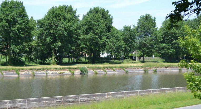 Zieke olmen langs de Leie worden vervangen