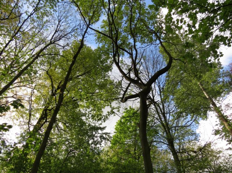 Thema Boom van het Jaar 2021: Luchtzuiverende bomen