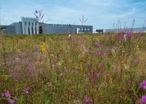 Masterclass biodiversiteit op bedrijventerreinen