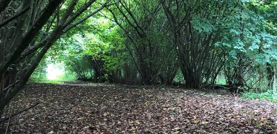 Mechelen plant 300 grote bomen per jaar