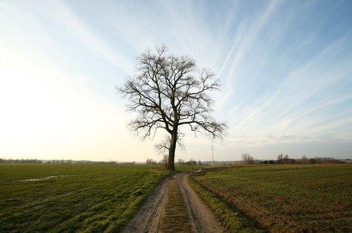 Zottegem / Omgewaaide populier wordt wensboom