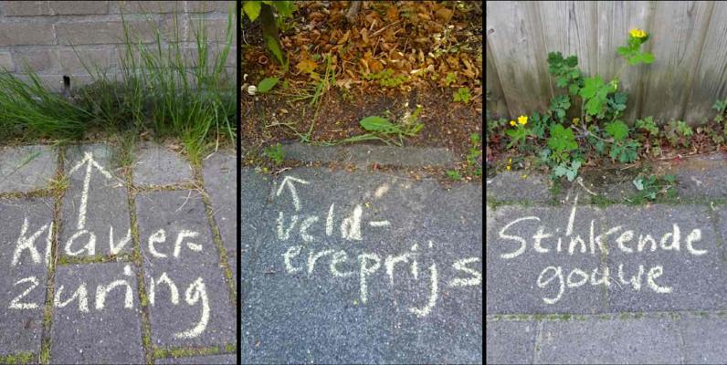 Botanische graffiti geven stoepplantjes een naam