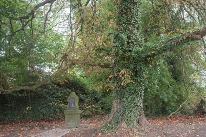 Op zoek naar de meest indrukwekkende bomen in België