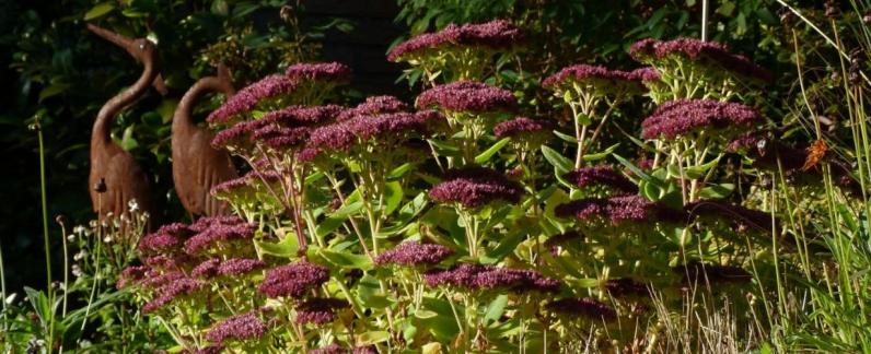 Opleiding / Duurzaam ontwerpen met planten en groenvormen 