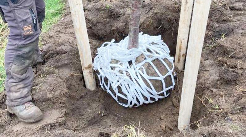 Onderzoek naar bodemadditieven, irrigatietechnieken en snoei bij bomen