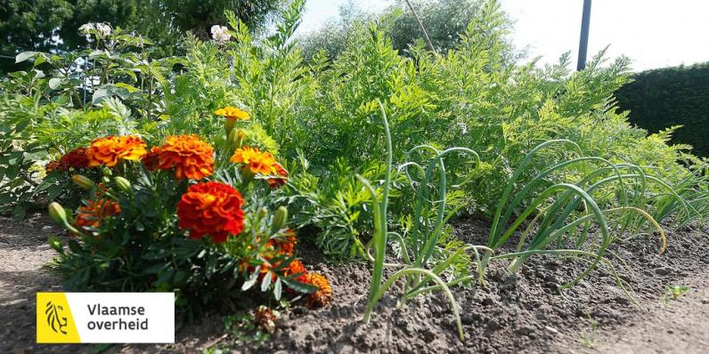 Knokke-Heist / Pesticidevrij - hoe ga jij als tuinaannemer om met pesticiden?