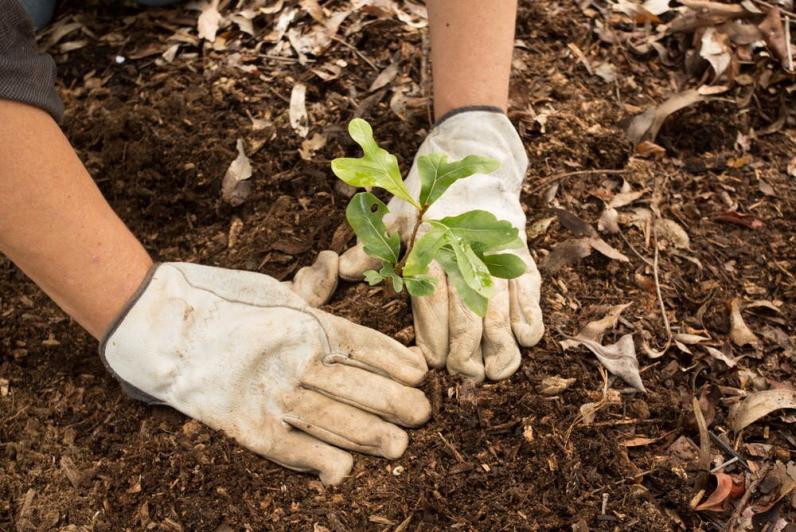 Coronacreativiteit: Bomen planten als taakstraf