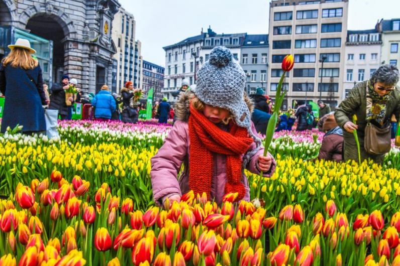 Pluktuin in Antwerpen verdeelt 100.000 tulpen